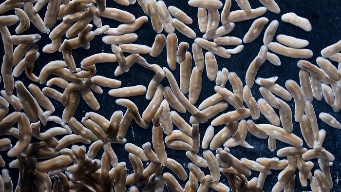 flatworm-stem-cells-offer-insights-into-regenerative-biology