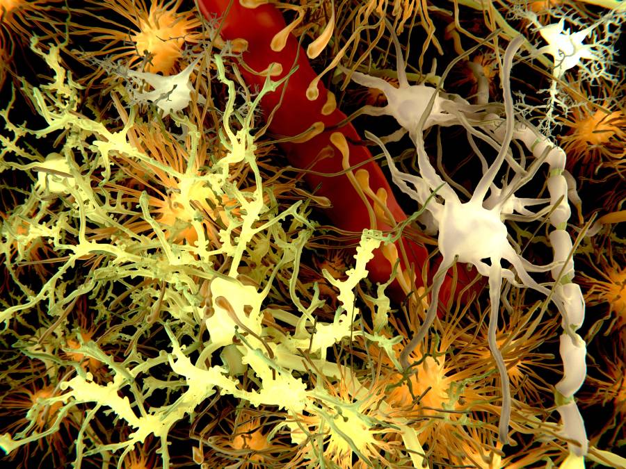 astrocyte-activity-linked-to-how-long-term-memories-are-formed-in-mice
