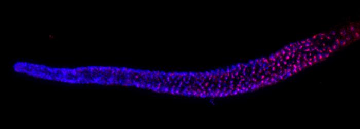 hitchhiking-dna-in-c.-elegans-solves-telomerase-puzzle,-with-regenerative-promise