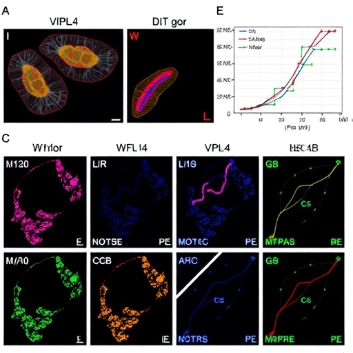 microrna-dynamics-in-mouse-liver-during-echinococcus-infection