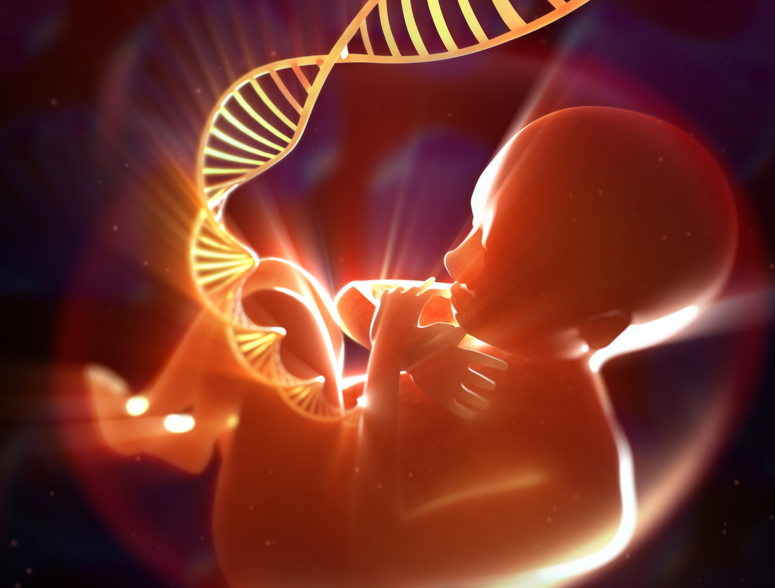 fetal-heart-map-illuminates-development-and-origins-of-congenital-defects