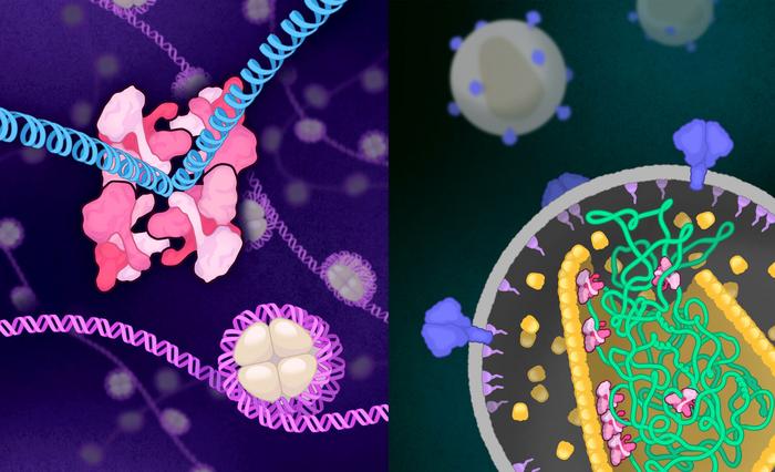 hiv-integrase-captured-by-cryo-em-in-two-structural-states