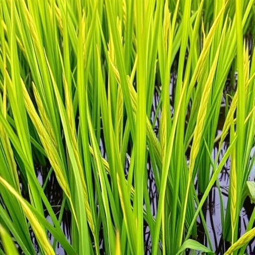 boosting-upland-rice-resilience-with-silica-supplementation